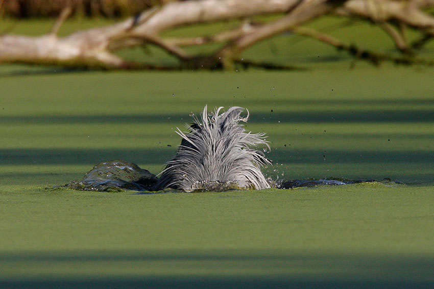 Il bagno dell''airone